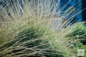 As Coyote Mint and Black Sage blooms fade, green mounds of Deer Grass erupt with wands of golden seeds. Aesthetically, it is a good replacement for those who adore the look of arsonist Fountain Grass.