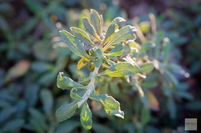 Chia or Black sage appears dark green or lightly silver depending upon what else in the garden is in bloom. It's small leathery leaves are designed to handle high, dry heat.
