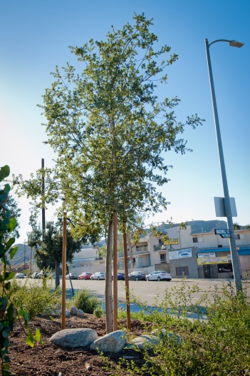 This young native oak will grow to have an expansive tree canopy. It is positioned to shade not only the garden but an adjacent drive and sidewalk without interfering with power lines or the visibility of traffic signs.