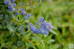 Beautiful blue, fragrant California Lilac blooms are month the first to liven the garden in spring.